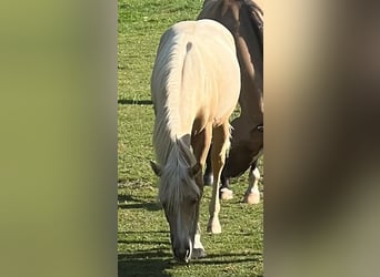American Quarter Horse, Stute, 1 Jahr, 150 cm, Palomino