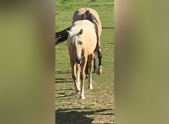 American Quarter Horse, Stute, 1 Jahr, 150 cm, Palomino