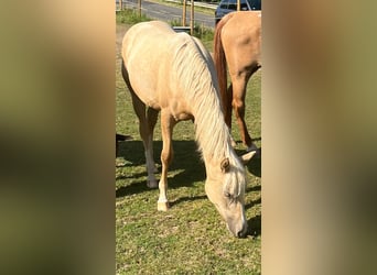 American Quarter Horse, Stute, 1 Jahr, 150 cm, Palomino