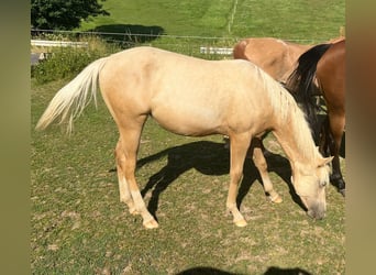 American Quarter Horse, Stute, 1 Jahr, 150 cm, Palomino