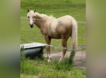 American Quarter Horse, Stute, 1 Jahr, 150 cm, Palomino