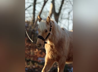 American Quarter Horse, Stute, 1 Jahr, 150 cm, Palomino