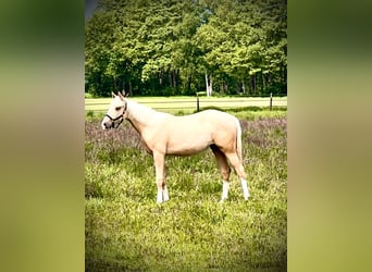 American Quarter Horse, Stute, 1 Jahr, 150 cm, Palomino