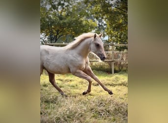 American Quarter Horse, Stute, 1 Jahr, 150 cm, Palomino