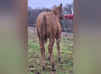 American Quarter Horse, Stute, 1 Jahr, 150 cm, Red Dun