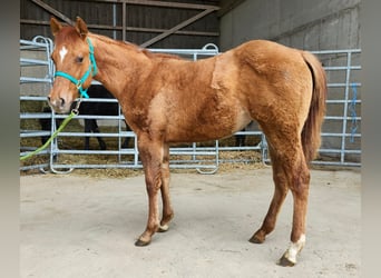 American Quarter Horse, Stute, 1 Jahr, 150 cm, Red Dun