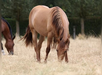 American Quarter Horse, Stute, 1 Jahr, 150 cm, Red Dun