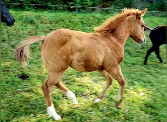 American Quarter Horse, Stute, 1 Jahr, 150 cm, Red Dun
