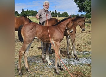 American Quarter Horse, Stute, 1 Jahr, 150 cm, Roan-Bay