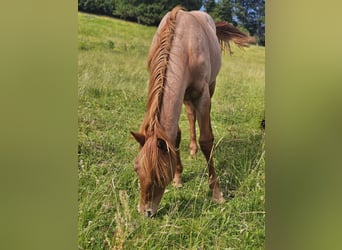 American Quarter Horse, Stute, 1 Jahr, 150 cm, Roan-Red