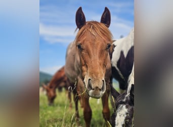 American Quarter Horse, Stute, 1 Jahr, 150 cm, Roan-Red