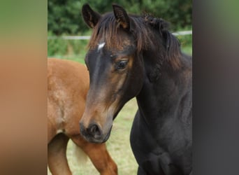 American Quarter Horse, Stute, 1 Jahr, 150 cm, Schwarzbrauner