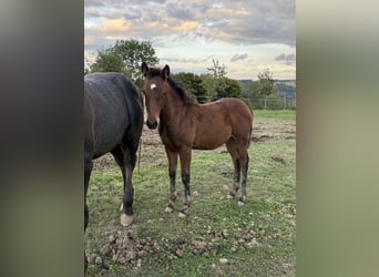 American Quarter Horse Mix, Stute, 1 Jahr, 150 cm