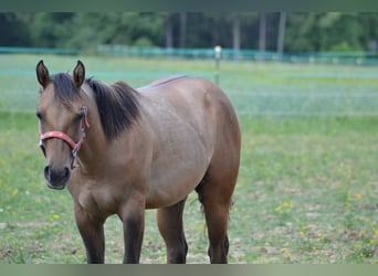 American Quarter Horse, Stute, 1 Jahr, 150 cm