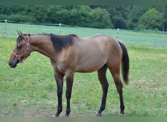 American Quarter Horse, Stute, 1 Jahr, 150 cm