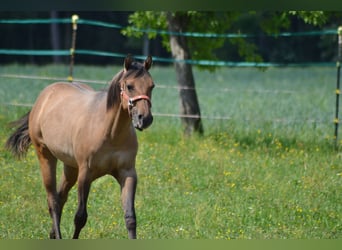 American Quarter Horse, Stute, 1 Jahr, 150 cm