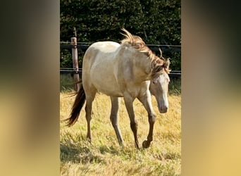 American Quarter Horse, Stute, 1 Jahr, 151 cm, Champagne