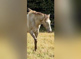American Quarter Horse, Stute, 1 Jahr, 151 cm, Champagne