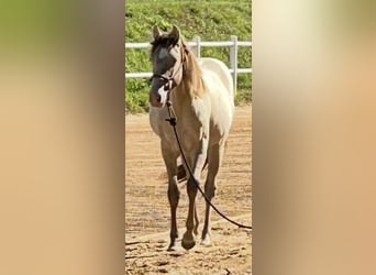 American Quarter Horse, Stute, 1 Jahr, 151 cm, Champagne