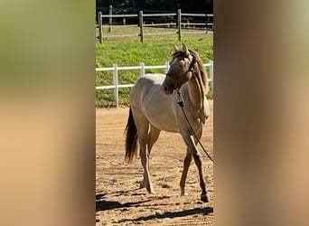 American Quarter Horse, Stute, 1 Jahr, 151 cm, Champagne