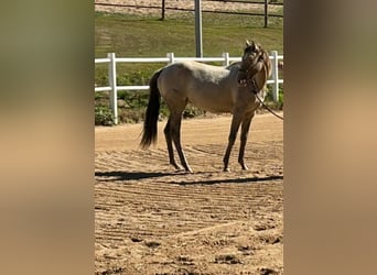 American Quarter Horse, Stute, 1 Jahr, 151 cm, Champagne