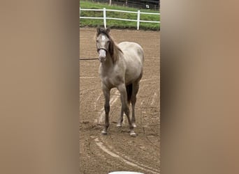 American Quarter Horse, Stute, 1 Jahr, 151 cm, Champagne