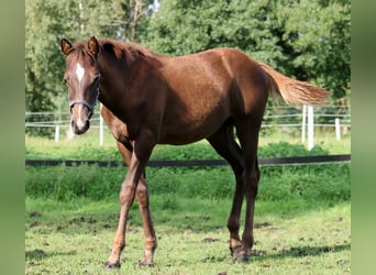 American Quarter Horse, Stute, 1 Jahr, 151 cm, Dunkelfuchs