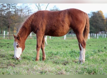 American Quarter Horse, Stute, 1 Jahr, 151 cm, Fuchs