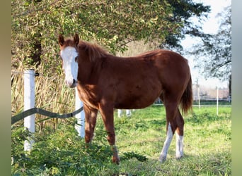 American Quarter Horse, Stute, 1 Jahr, 151 cm, Fuchs