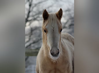 American Quarter Horse, Stute, 1 Jahr, 151 cm, Palomino