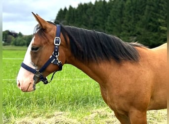American Quarter Horse, Stute, 1 Jahr, 152 cm, Brauner