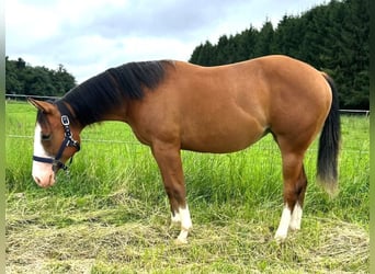 American Quarter Horse, Stute, 1 Jahr, 152 cm, Brauner