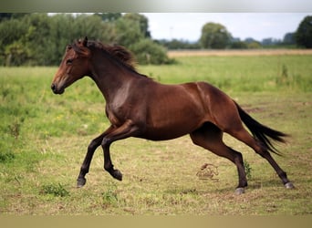 American Quarter Horse, Stute, 1 Jahr, 152 cm, Brauner