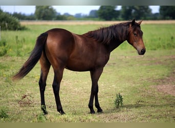American Quarter Horse, Stute, 1 Jahr, 152 cm, Brauner