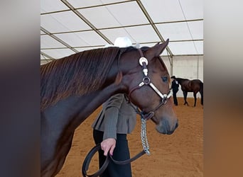 American Quarter Horse, Stute, 1 Jahr, 152 cm, Brauner