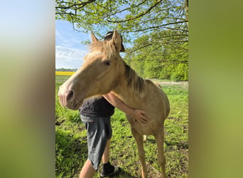 American Quarter Horse, Stute, 1 Jahr, 152 cm, Champagne
