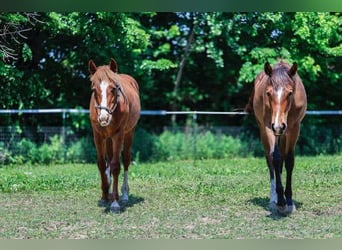 American Quarter Horse, Stute, 1 Jahr, 152 cm, Dunkelbrauner