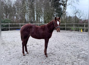 American Quarter Horse, Stute, 1 Jahr, 152 cm, Dunkelfuchs