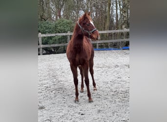 American Quarter Horse, Stute, 1 Jahr, 152 cm, Dunkelfuchs