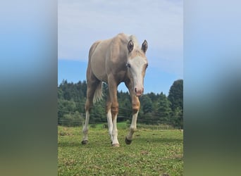 American Quarter Horse, Stute, 1 Jahr, 152 cm, Palomino