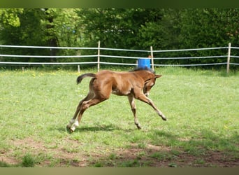 American Quarter Horse, Stute, 1 Jahr, 153 cm, Brauner