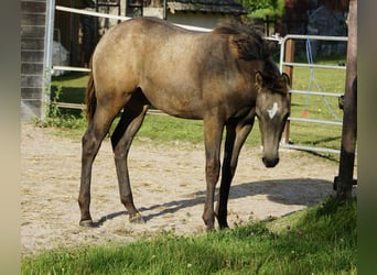 American Quarter Horse, Stute, 1 Jahr, 153 cm, Buckskin