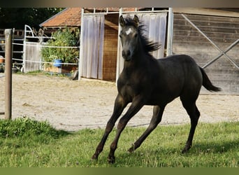American Quarter Horse, Stute, 1 Jahr, 153 cm, Buckskin