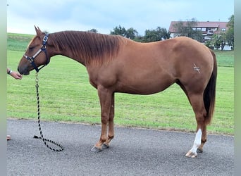 American Quarter Horse, Stute, 1 Jahr, 153 cm, Dunkelfuchs