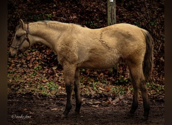 American Quarter Horse, Stute, 1 Jahr, 153 cm, Falbe