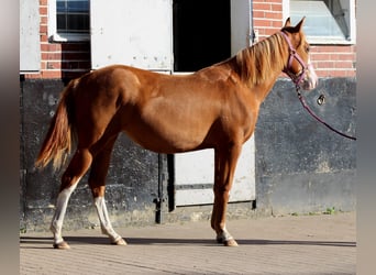 American Quarter Horse, Stute, 1 Jahr, 153 cm, Fuchs