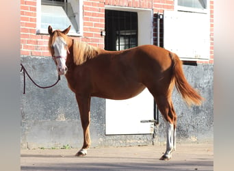 American Quarter Horse, Stute, 1 Jahr, 153 cm, Fuchs