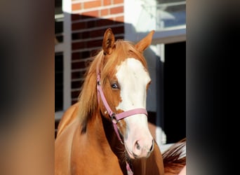 American Quarter Horse, Stute, 1 Jahr, 153 cm, Fuchs