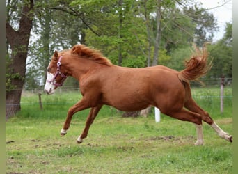 American Quarter Horse, Stute, 1 Jahr, 153 cm, Fuchs