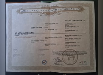 American Quarter Horse, Stute, 1 Jahr, 153 cm, Fuchs